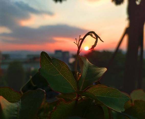 说明: 16级财务管理1班 骆冬梅 年轻心脏的梦在夕阳中发了芽